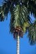 Thailand: Areca palm with areca nuts, Trang Province